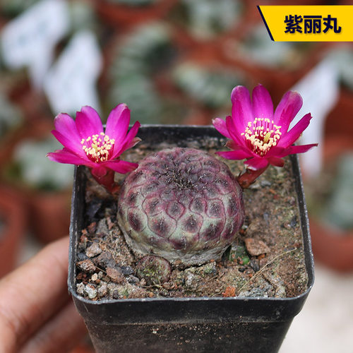 紫丽丸开花美观仙人球