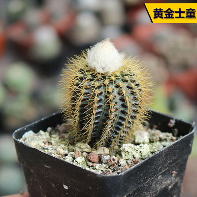 实生开花美观好养小型仙人球