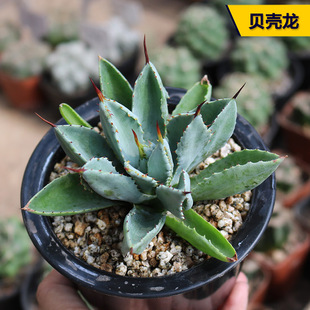 贝壳龙龙舌兰多肉植物奇特开花美观好养易度夏阳台庭院观赏小盆栽