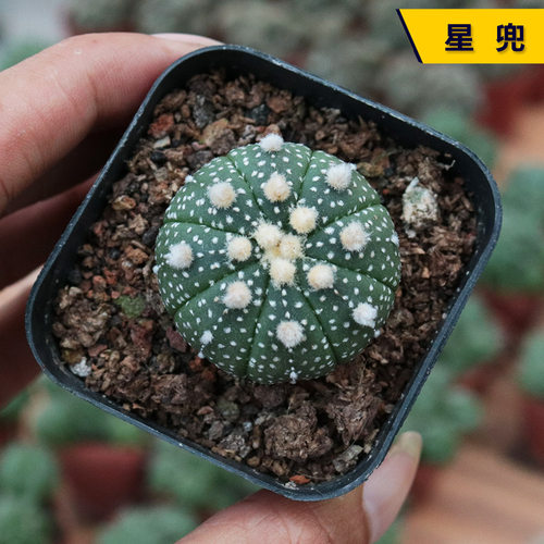 星兜实生仙人球多肉植物小盆栽