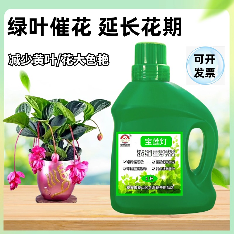 宝莲灯花盆栽营养液室内营养液