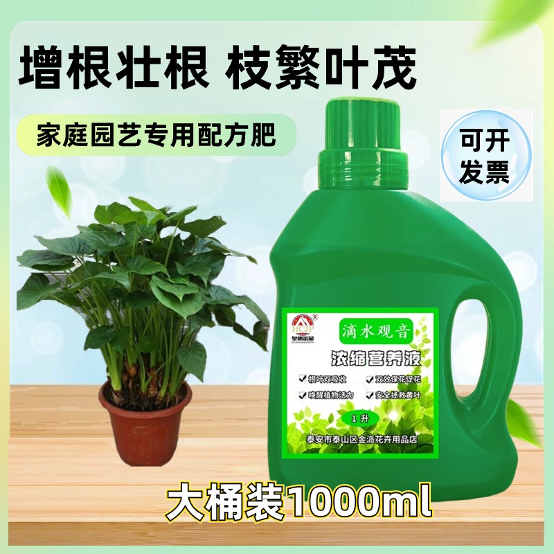 滴水观音绿植大叶专用浓缩营养液