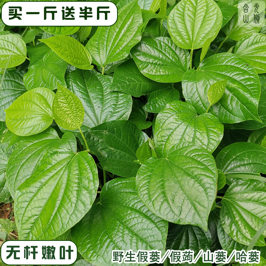 哈蒌叶广东野菜新鲜蛤篓叶炒田螺蛤捞叶越南菜蛤蒌叶卡娄叶假蒌叶