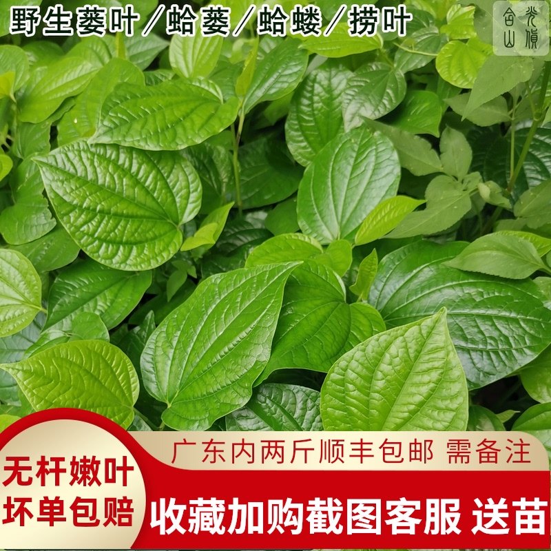 哪些人不可以吃捞叶,捞叶每天可以吃多少,捞叶炒什么好吃(第15页)_大山谷图库