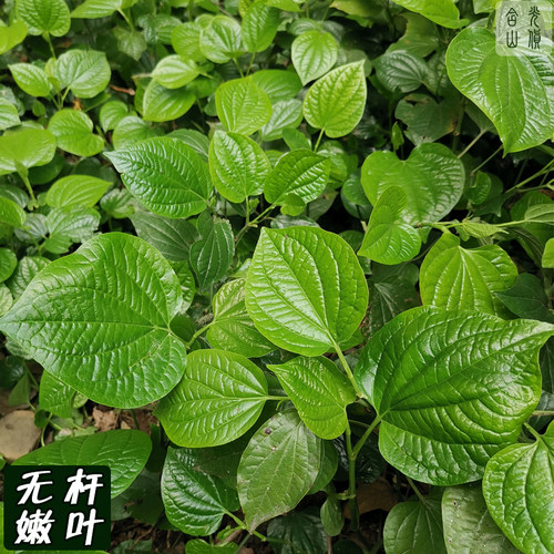 假蒌叶新鲜广东野菜蛤篓叶山篓叶蛤捞叶蛤蝼叶哈喽叶越南菜卡娄叶