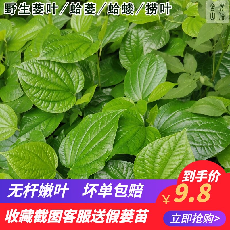 蒌怎么读,蒌拼音,蒿怎么读_大山谷图库