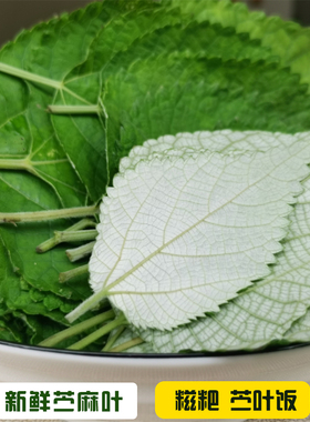 新鲜嫩苎麻叶野麻野苎麻家麻青麻白麻750g糍粑糕点垫底青团苎叶饭