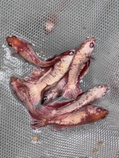 泰国斗鱼小亚成2至3cm随机将军品种暗黑糖果漫画大耳武士绿魔红金