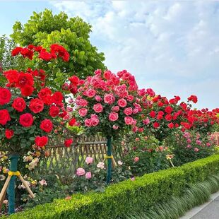 高杆月季树形月季树状月季国月大花特大花浓香型月季花树树桩特大