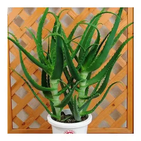 日本木立芦荟植物盆栽龙爪菊芦荟盆栽龙爪食用药用芦荟鲜叶片美容