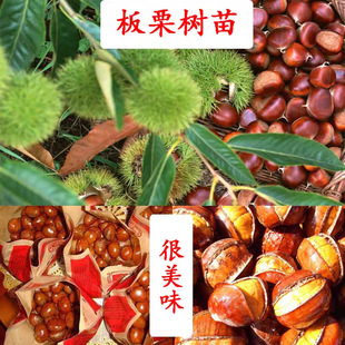 良种迁西板栗苗树庭院果树果苗大红袍板栗树果苗嫁接苗南北方种植