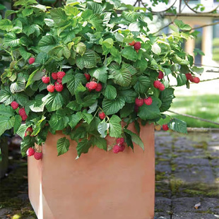 黄树莓苗盆栽庭院名贵树苗红树莓覆盆子黑树莓果树果苗南北方种植