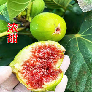 波姬红无花果树果苗特大果金傲芬斯特拉无花果庭院树苗南北方种植