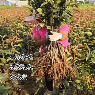 秋月梨早酥红梨鸡爪梨树苗嫁接新品种树状梨南北方种植水果树果苗