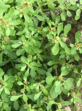 天然新鲜鹅不食草汁滴鼻无污染 中草药野外农村鹅仔不吃草食胡荽