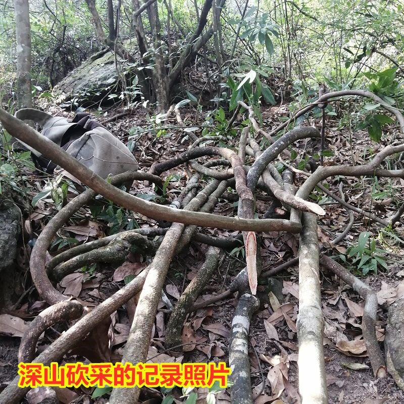老人根干品青藤青筋藤扁果藤做坐月子洗澡血风根血风藤泡酒