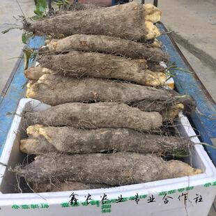 文成土特产糯米山药蔬菜妈宝辅食新鲜现挖酒店食材非铁棍木薯