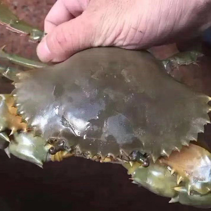 海港大叔东山岛青蟹鲜活野生超大红鲟红膏蟹450g/只2只起发包活