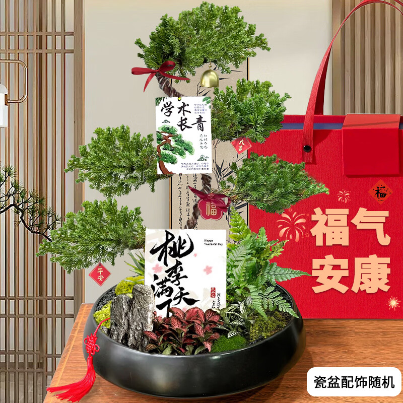 五层塔松盆栽学术长青教师节礼物男老师乔迁开业绿植摆件松树盆景