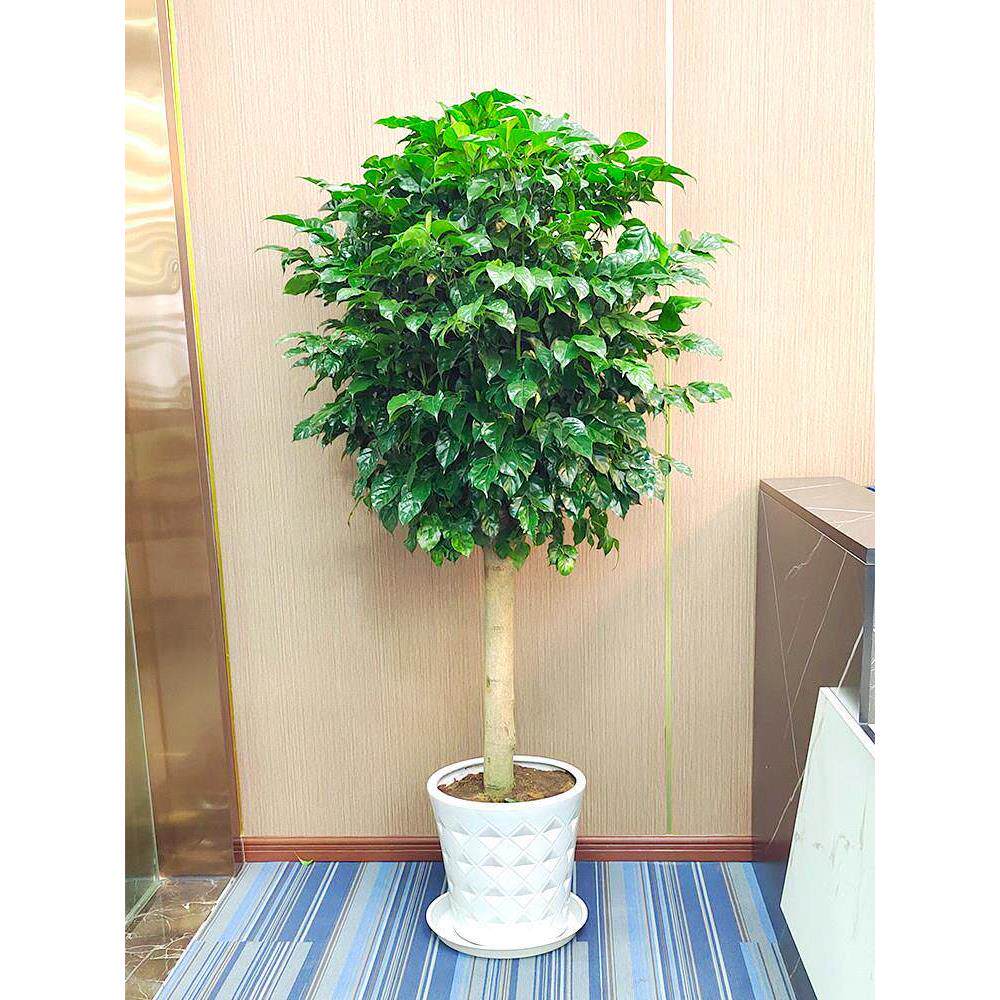 大型绿植盆栽绿宝树室内客厅幸福大型绿植/成品组合盆