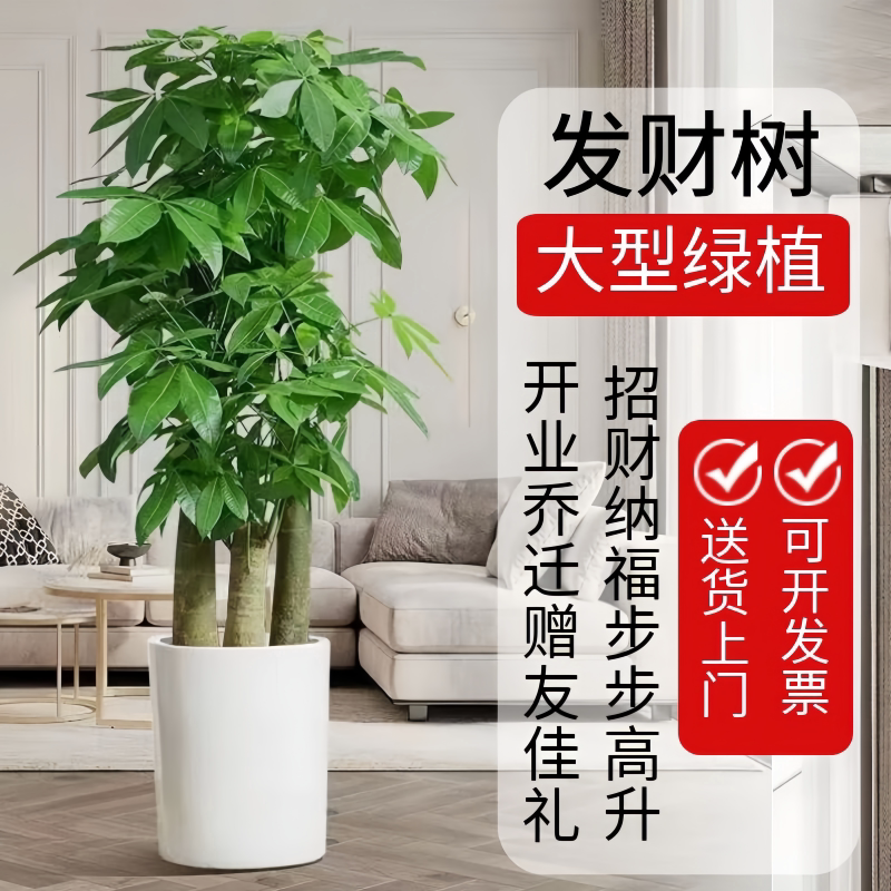 成都发财树天堂鸟客厅前台办公室乔迁开业送大型绿植盆栽送货上门