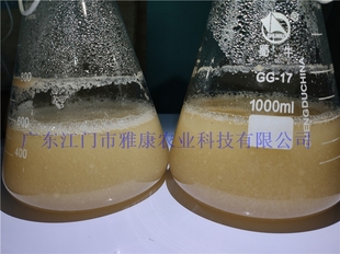 江门雅康 鹿茸菇 液体菌种培养基食用菌发酵罐工厂化