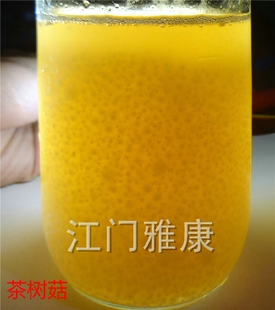 江门雅康灵芝牛樟芝液体菌种粉末培养基 食用菌发酵罐培养料10Kg