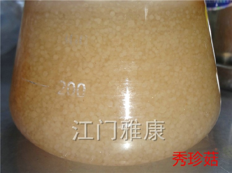 杏鲍菇 平菇 秀珍菇 姬菇 桑黄液体菌种培养基 发酵罐料 江门雅康