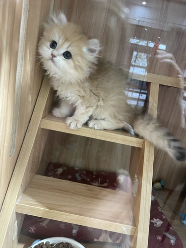 纯种英短金渐层12色11色25色蓝金渐层银渐层猫咪幼崽幼猫活体猫舍