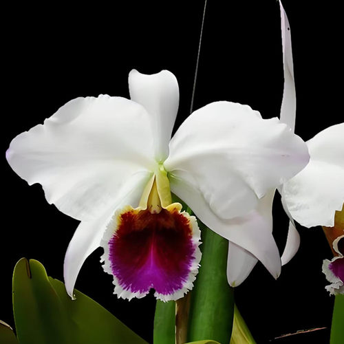 卡特兰半白帕西C. percivaliana f. S/A 'Farah Diba'室内洋兰花