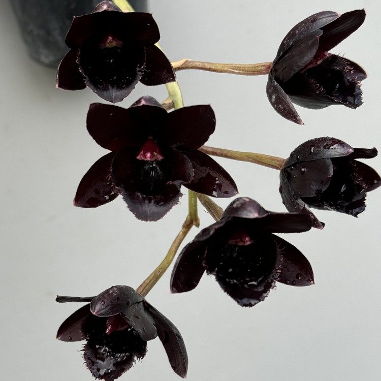 天鹅兰确定花色Fredclarkeara After Dark 'S.V.O. Bl 黑珍珠洋兰