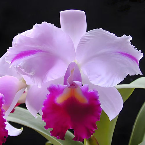 卡特兰原卡火焰特里C. trianae var. mooreana 室内办公室洋兰花