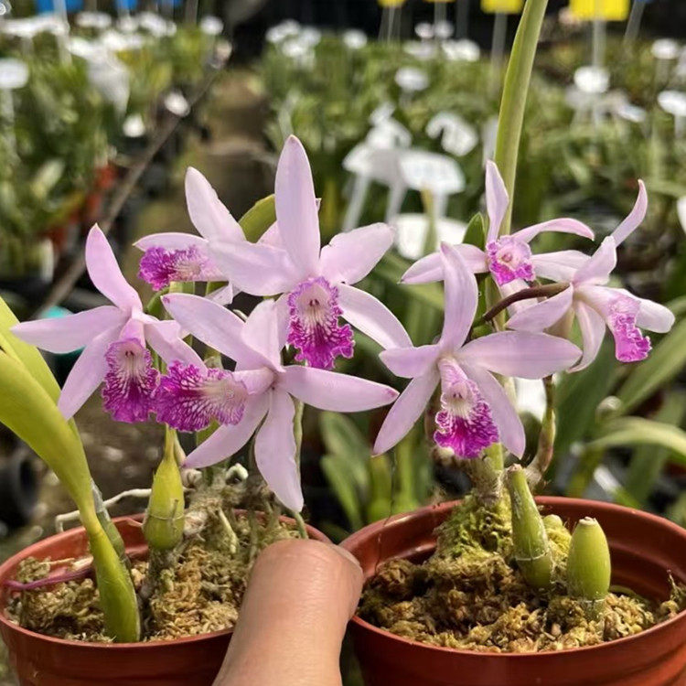 卡特兰东京C.ButtonTop'Tokyo'小植株桌面花室内办公室花卉洋兰花