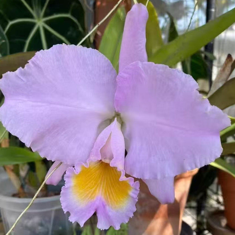 卡特兰同色特里C. trianae var. concolor 'Qingjiang Nü'洋兰花
