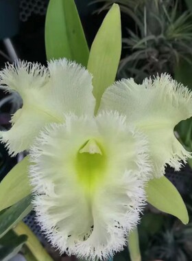 卡特兰绿毛猪 Rlc. Golf Green 经典纯绿大花室内办公室花卉洋兰