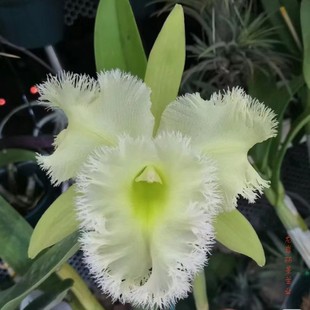 卡特兰绿毛猪带花苞Rlc. Golf Green 经典纯绿大花室内办公室花卉