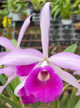 卡特兰Bc. Selected Form Funiang福娘室内办公室花卉盆栽洋兰花