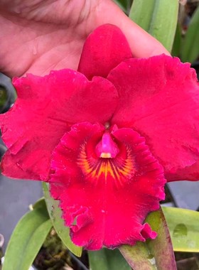 卡特兰黑松 Rlc. Hey Song 带花苞经典大红花室内办公室花卉盆栽