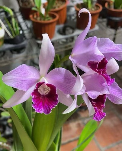 卡特兰原卡C. purpurata f. rubra 'Lijing 玫瑰红婆婆室内洋兰花