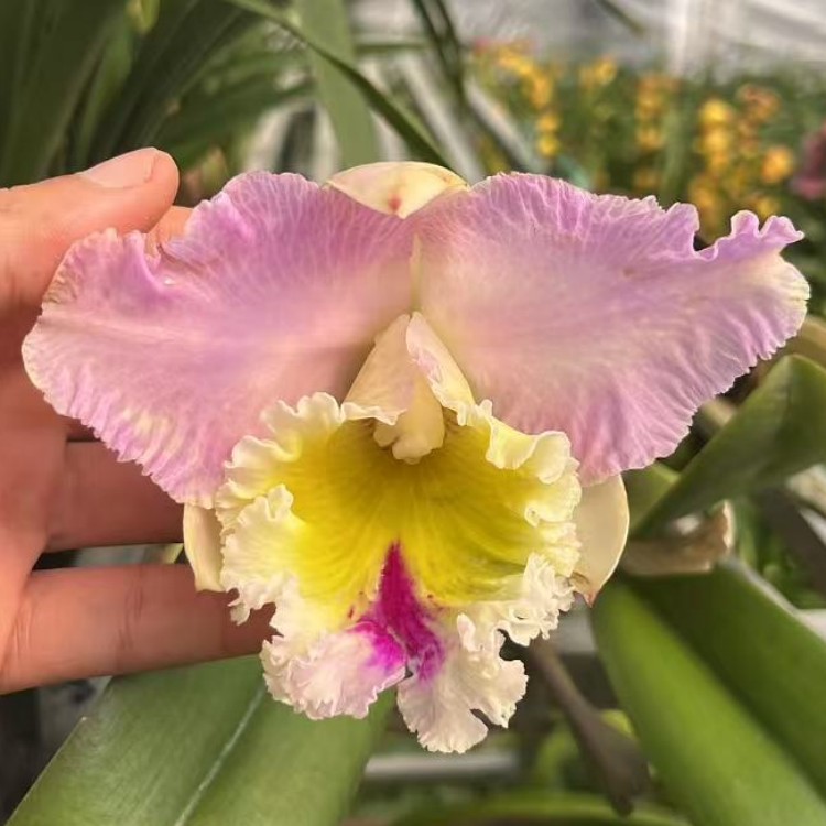 卡特兰情迷曼谷 Rlc. Lovely Bangkok带花苞粉色大花室内办公室图片