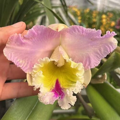 卡特兰情迷曼谷 Rlc. Lovely Bangkok带花苞粉色大花室内办公室