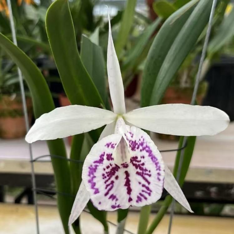 卡特兰白拉索Bc.Yuan DungStar 确定花色 圆东之星一号室内洋兰花