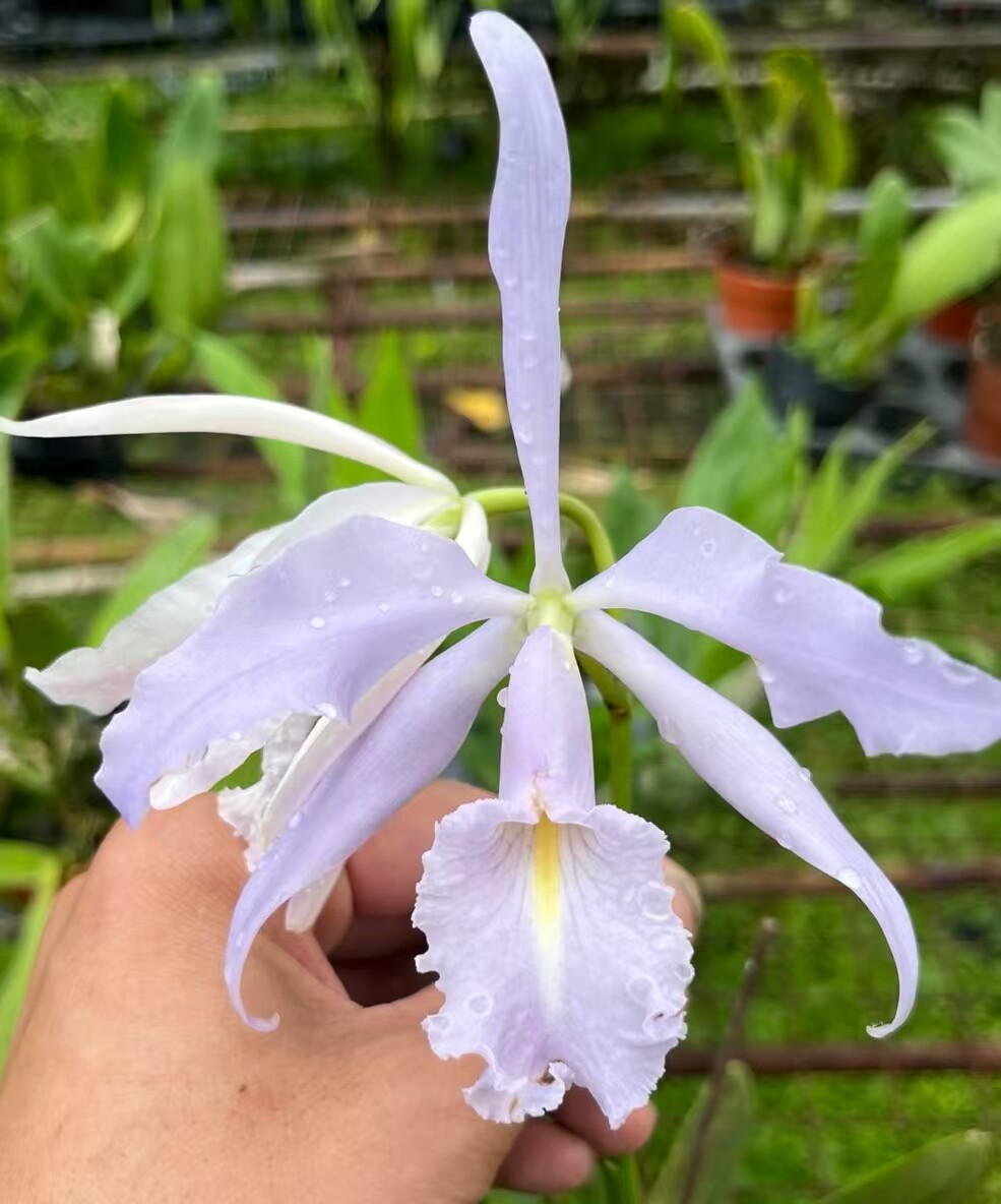卡特兰原卡实生苗C. maxima var. coerulea.赫克托.交丹尼斯洋兰