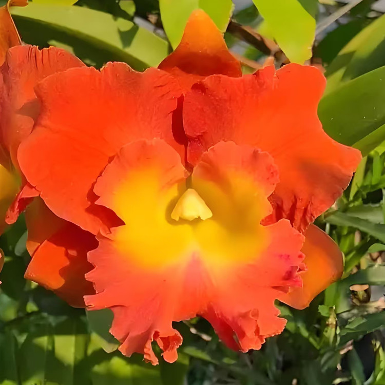 卡特兰泰国之星Rlc. Star of Siam 室内庭院盆栽绿植洋兰花卉
