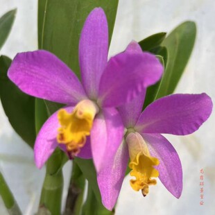 卡特兰Ctt. Tiny Treasure 蒂尼小可爱 紫红多花迷你桌面盆栽洋兰