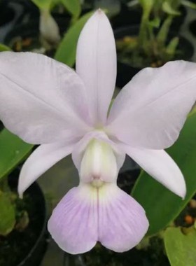 卡特兰走路人C. walkeriana coerulea 阿祖尔原卡矮种洋兰室内花