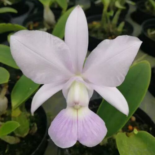 卡特兰走路人C. walkeriana coerulea阿祖尔确定花色原卡矮种洋兰