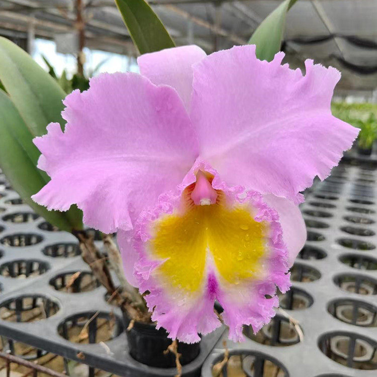 卡特兰确定花色Blc. Pamela Hetherington 'coronation' 加冕洋兰