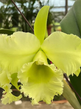 卡特兰斯洛克Rlc. Vigour Greenkit 纯淡色大花原盆连体洋兰花