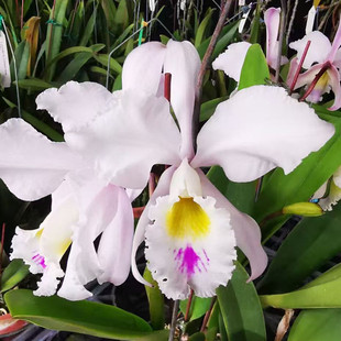 semi var alba室内办公室盆栽 gaskelliana 卡特兰原卡半白嘎斯c.